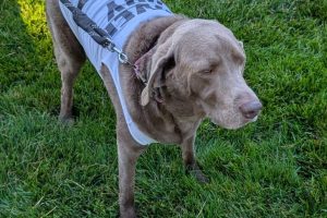 202605 Pup Pawrade 5